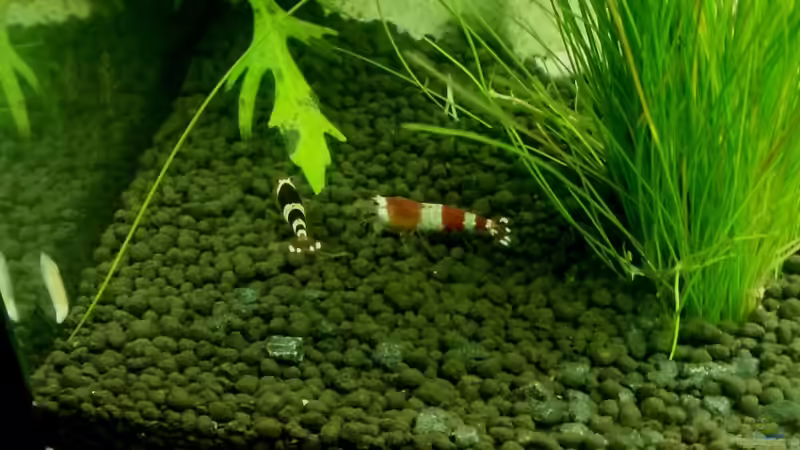 Besatz im Aquarium 54 Liter Wirbellose von Michael Boeck (33)