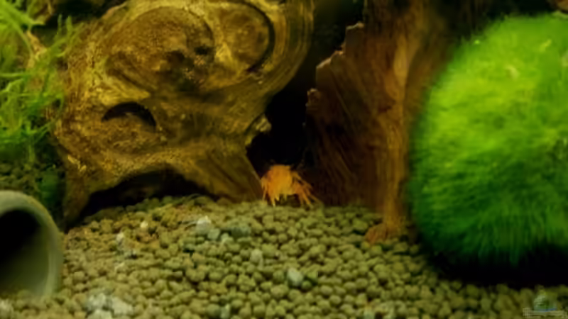 Besatz im Aquarium 54 Liter Wirbellose von Michael Boeck (34)