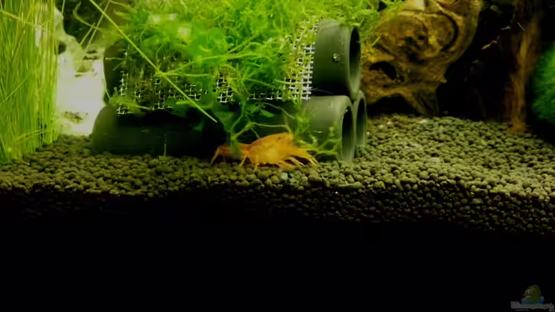 Besatz im Aquarium 54 Liter Wirbellose von Michael Boeck (35)