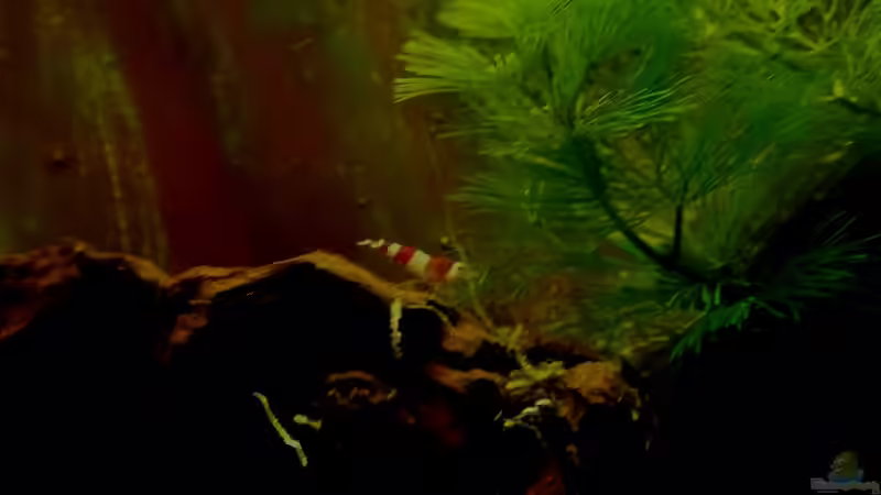 Besatz im Aquarium 54 Liter Wirbellose von Michael Boeck (36)