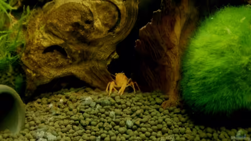 Besatz im Aquarium 54 Liter Wirbellose von Michael Boeck (37)