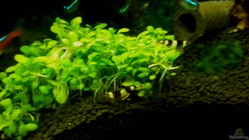 Besatz im Aquarium 54 Liter Wirbellose von Michael Boeck (38)