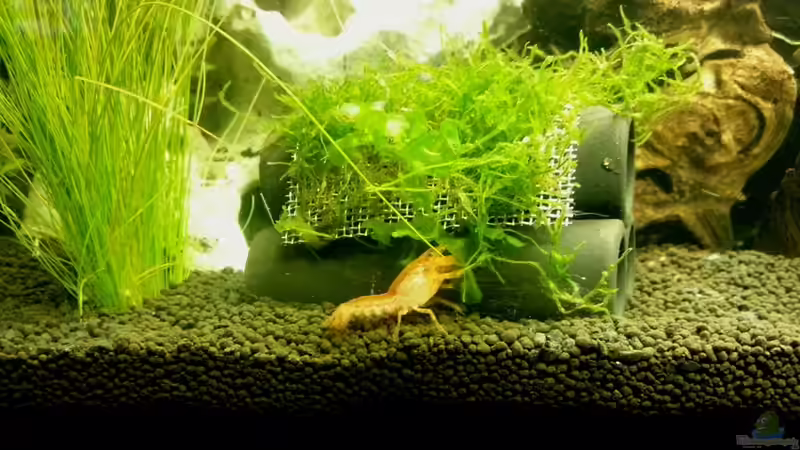 Besatz im Aquarium 54 Liter Wirbellose von Michael Boeck (40)