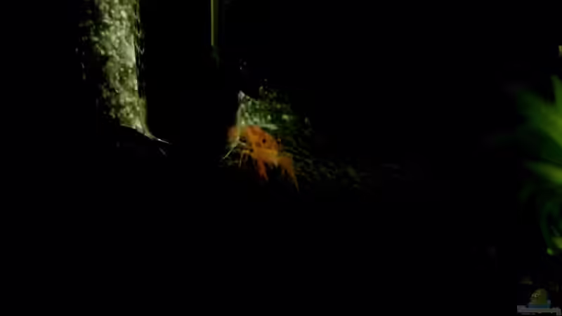 Besatz im Aquarium 54 Liter Wirbellose von Michael Boeck (41)