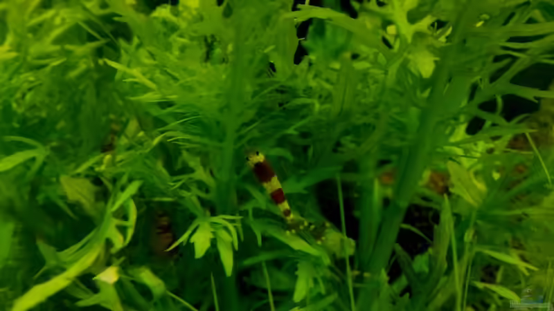 Besatz im Aquarium 54 Liter Wirbellose von Michael Boeck (42)