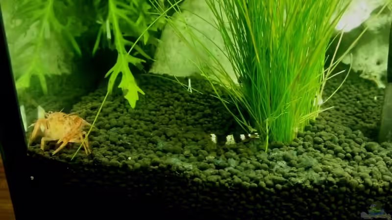 Besatz im Aquarium 54 Liter Wirbellose von Michael Boeck (44)