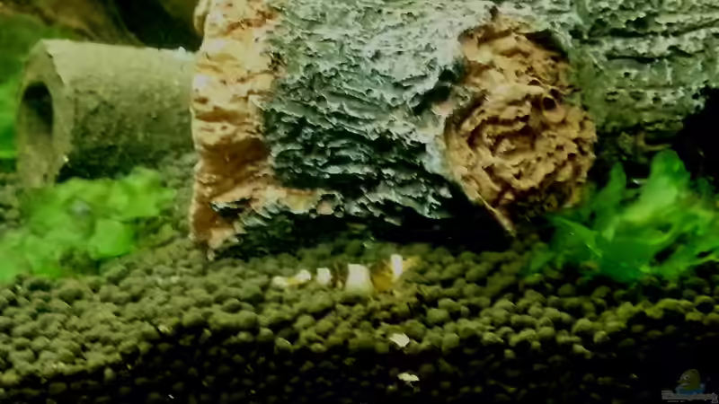 Besatz im Aquarium 54 Liter Wirbellose von Michael Boeck (45)