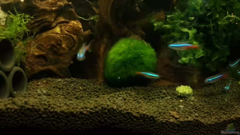 Besatz im Aquarium 54 Liter Wirbellose von Michael Boeck (46)