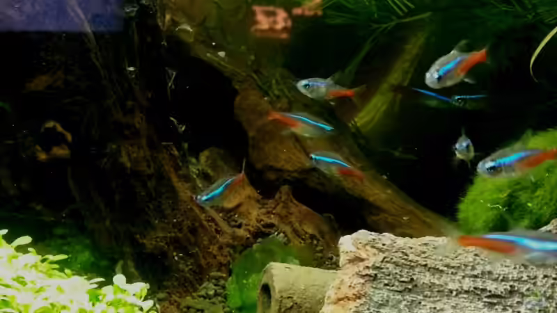 Besatz im Aquarium 54 Liter Wirbellose von Michael Boeck (47)