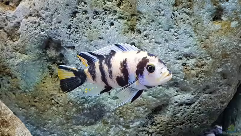 Besatz im Aquarium 540 l Malawi Rock von Mel (33)