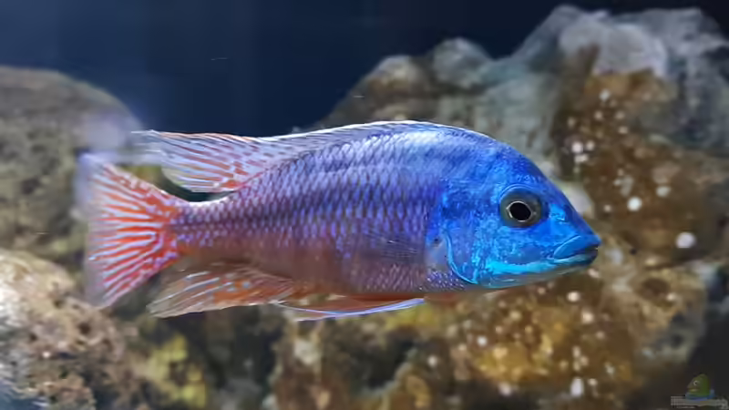 Besatz im Aquarium 540 l Malawi Rock von Mel (41)