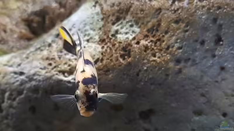 Besatz im Aquarium 540 l Malawi Rock von Mel (42)