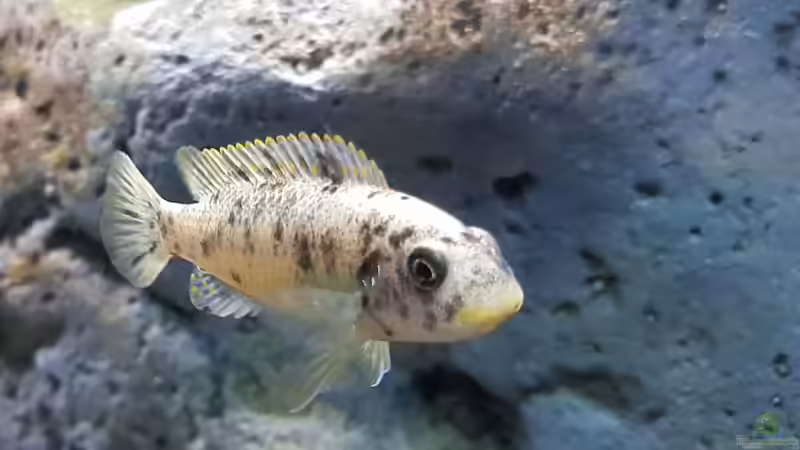 Besatz im Aquarium 540 l Malawi Rock von Mel (43)