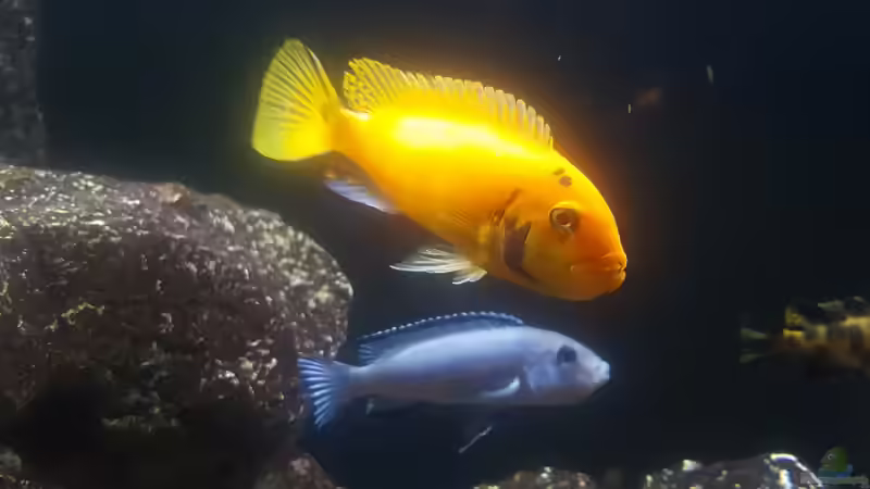 Besatz im Aquarium 540 l Malawi Rock von Mel (68)