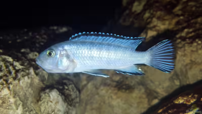 Besatz im Aquarium 540 l Malawi Rock von Mel (69)