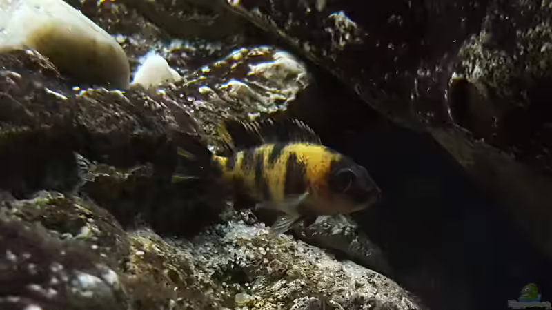 Besatz im Aquarium 540 l Malawi Rock von Mel (70)