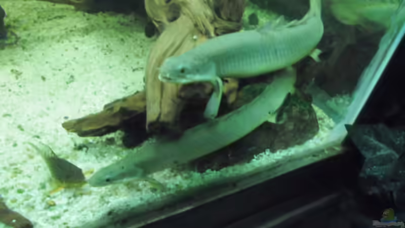 Besatz im Aquarium 540er flösselhecht revier von Christian Fries (12)