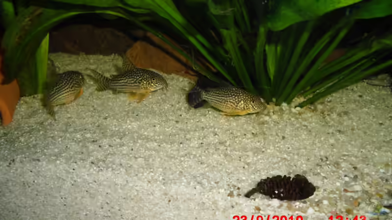 Besatz im Aquarium 540er flösselhecht revier von Christian Fries (7)