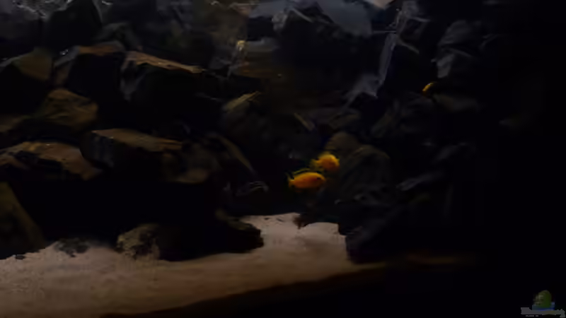 Besatz im Aquarium 540l Mbuna von Patrice (10)