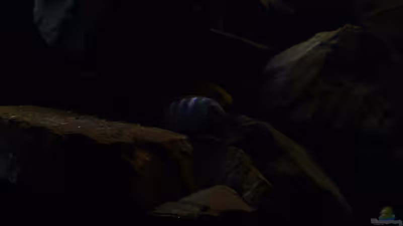 Besatz im Aquarium 540l Mbuna von Patrice (11)