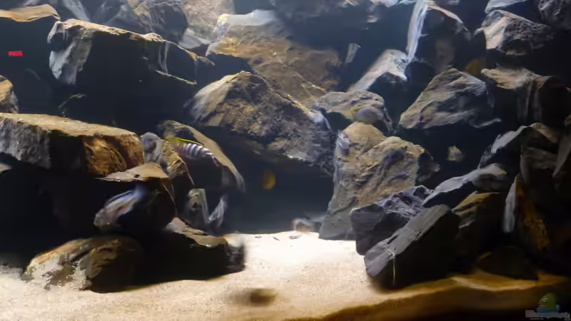 Besatz im Aquarium 540l Mbuna von Patrice (8)