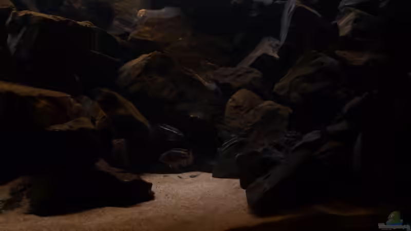 Besatz im Aquarium 540l Mbuna von Patrice (9)