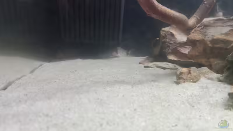 Besatz im Aquarium 54er Scape / Wood-Stone von Torsten Bullmahn (38)