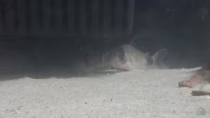 Besatz im Aquarium 54er Scape / Wood-Stone von Torsten Bullmahn (39)