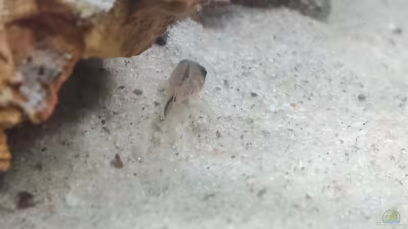 Besatz im Aquarium 54er Scape / Wood-Stone von Torsten Bullmahn (43)