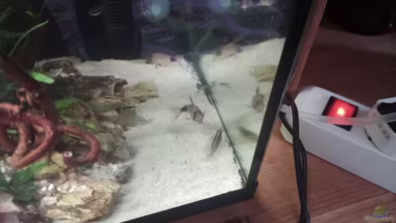 Besatz im Aquarium 54er Scape / Wood-Stone von Torsten Bullmahn (52)