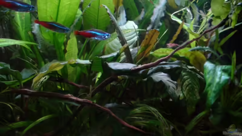 Besatz im Aquarium 54l AQ von Snipi (7)