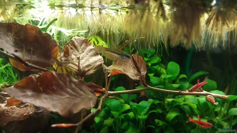 Besatz im Aquarium 54l für Knurrer (aufgelöst) von DaniJeep (7)