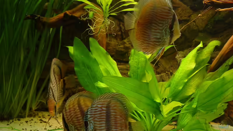 Besatz im Aquarium 575 Liter Diskus Wildfangbecken (abgebaut) von Rene Dietzel (9)