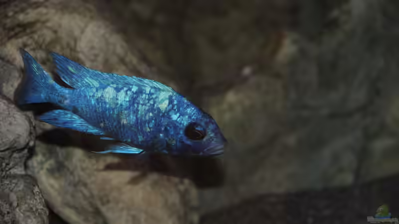 Besatz im Aquarium 575 Liter Malawibecken von Sebastian O. (47)