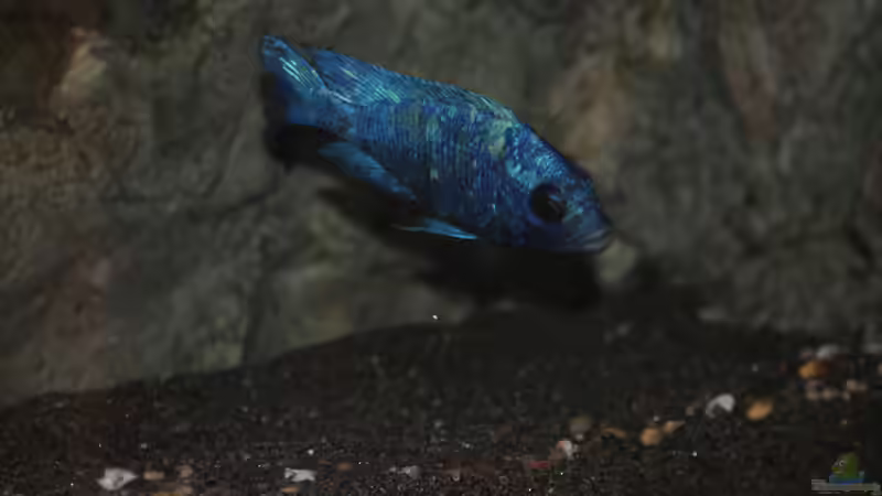 Besatz im Aquarium 575 Liter Malawibecken von Sebastian O. (48)