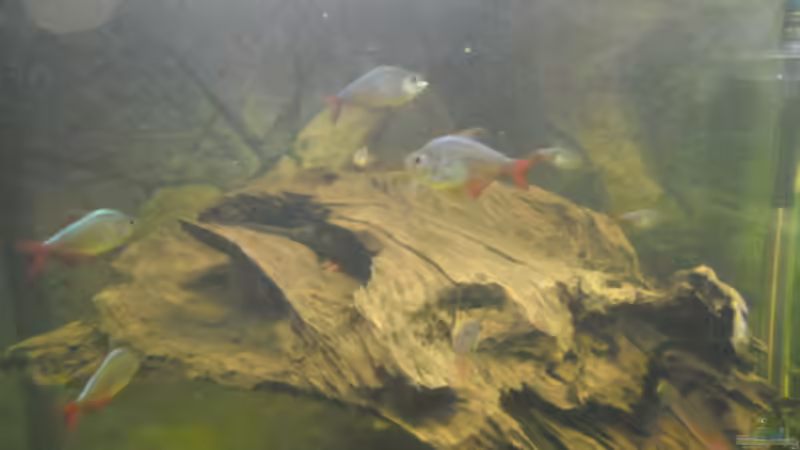 Besatz im Aquarium 575er von Christian Fries (10)