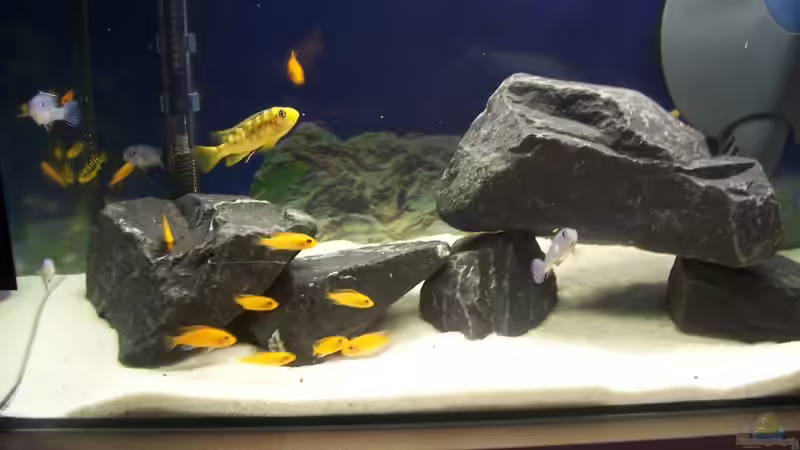 Besatz im Aquarium 60 L Aufzucht-Malawi nur noch als Beispiel von Michael Boeck (3)