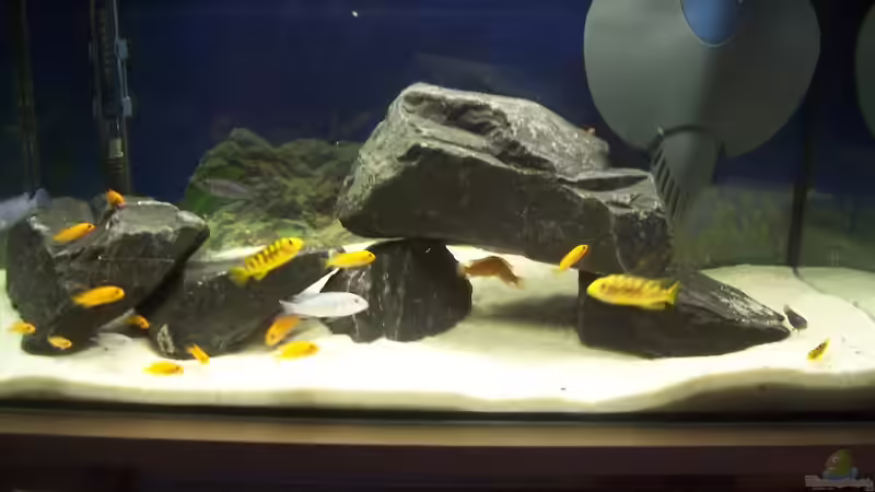 Besatz im Aquarium 60 L Aufzucht-Malawi nur noch als Beispiel von Michael Boeck (4)