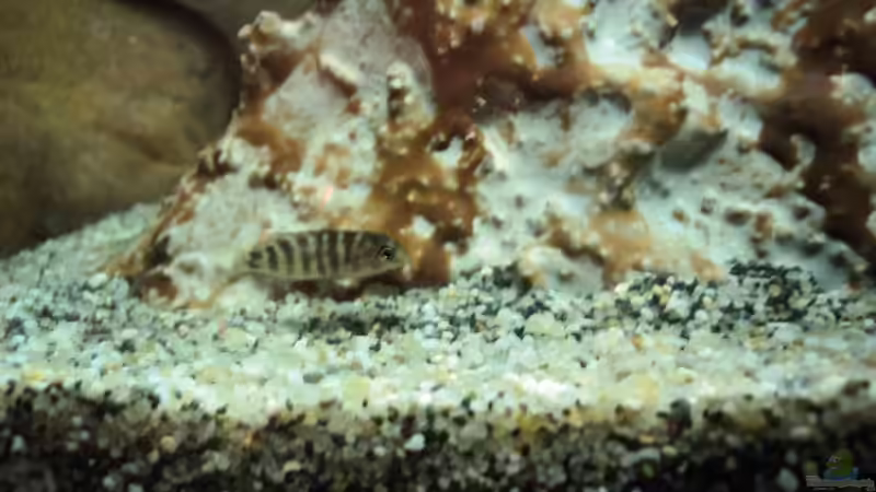 Besatz im Aquarium 60 L Aufzucht-Malawi nur noch ein Beispiel von Michael Boeck (19)