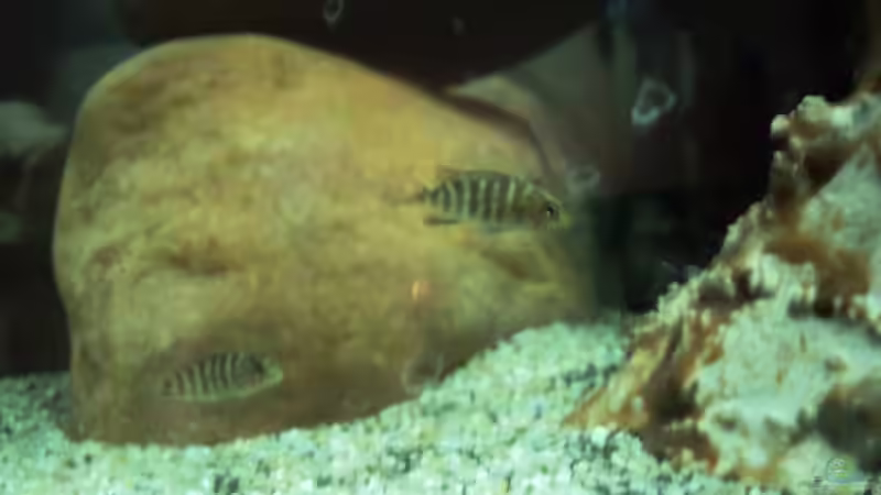 Besatz im Aquarium 60 L Aufzucht-Malawi nur noch ein Beispiel von Michael Boeck (20)