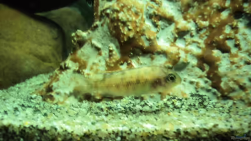 Besatz im Aquarium 60 L Aufzucht-Malawi nur noch ein Beispiel von Michael Boeck (21)