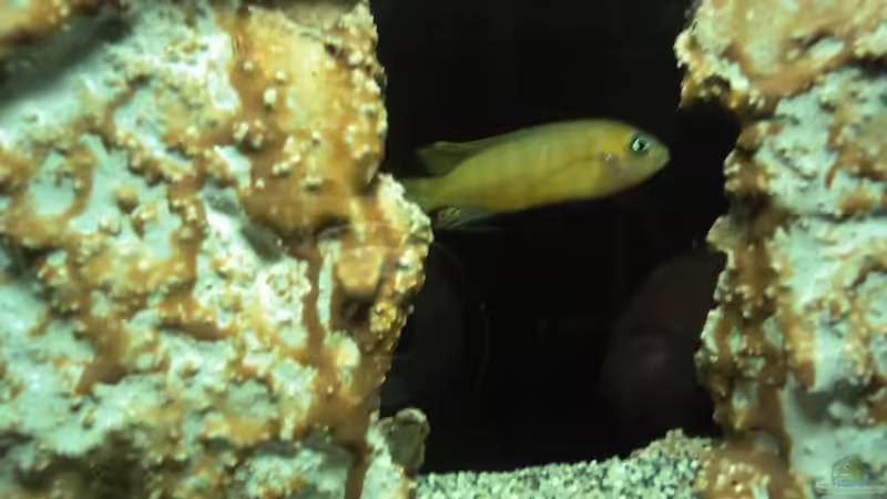 Besatz im Aquarium 60 L Aufzucht-Malawi nur noch ein Beispiel von Michael Boeck (23)