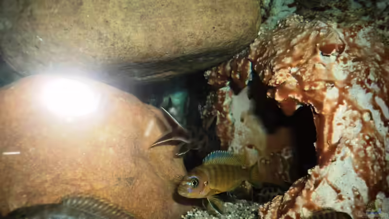 Besatz im Aquarium 60 L Aufzucht-Malawi nur noch ein Beispiel von Michael Boeck (24)