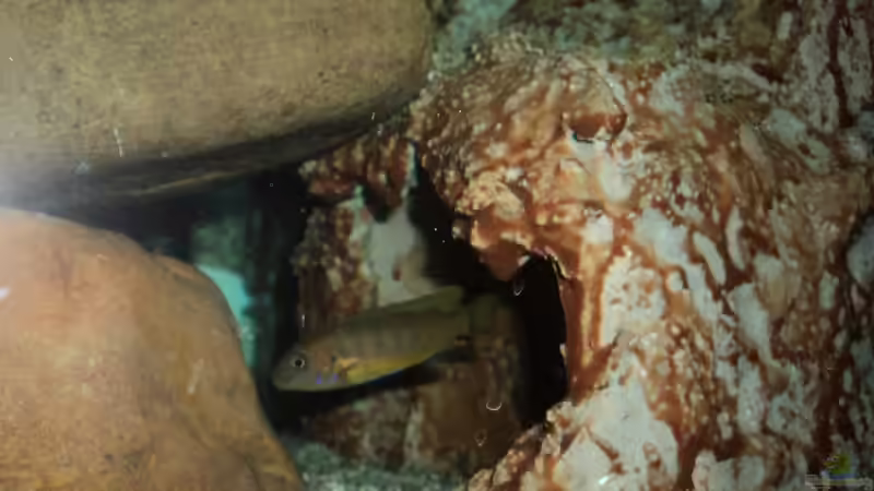 Besatz im Aquarium 60 L Aufzucht-Malawi nur noch ein Beispiel von Michael Boeck (25)