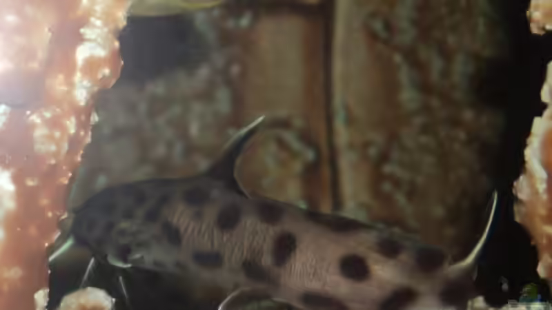 Besatz im Aquarium 60 L Aufzucht-Malawi nur noch ein Beispiel von Michael Boeck (27)