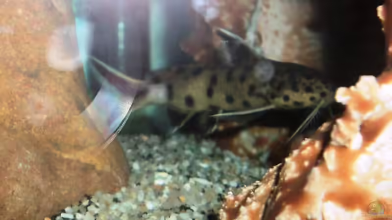 Besatz im Aquarium 60 L Aufzucht-Malawi nur noch ein Beispiel von Michael Boeck (28)