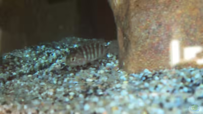 Besatz im Aquarium 60 L Aufzucht-Malawi nur noch ein Beispiel von Michael Boeck (29)