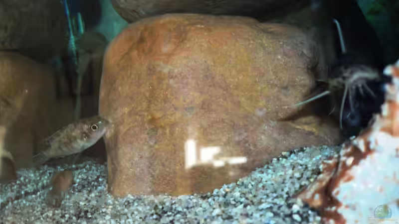 Besatz im Aquarium 60 L Aufzucht-Malawi nur noch ein Beispiel von Michael Boeck (30)