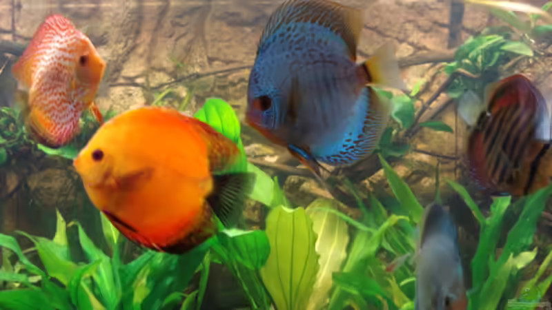 Besatz im Aquarium 600L Diskusbecken von matze70 (33)