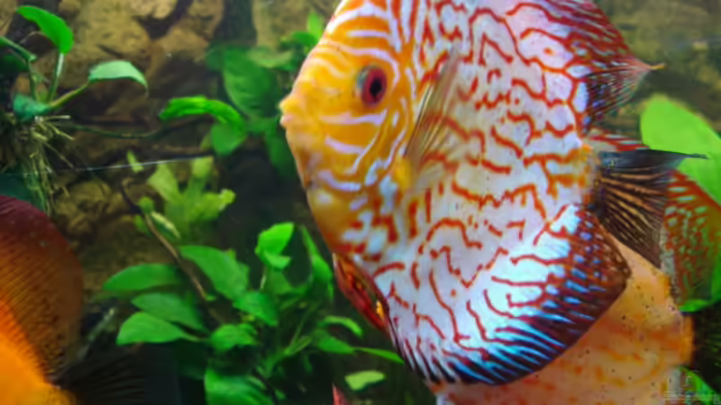 Besatz im Aquarium 600L Diskusbecken von matze70 (34)